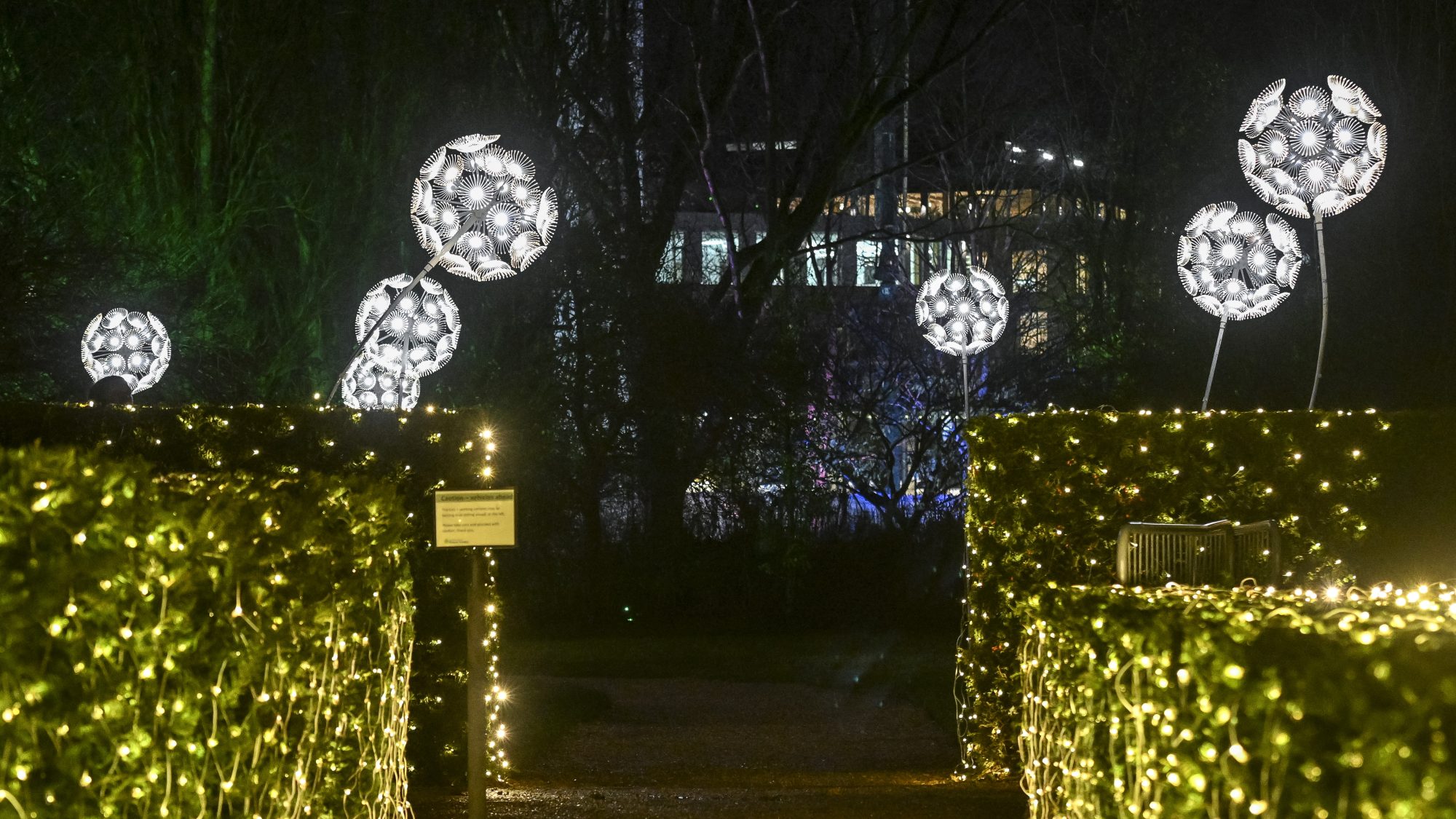 Illuminated waterlily models on a lake with illuminated trees and spotlights behind.