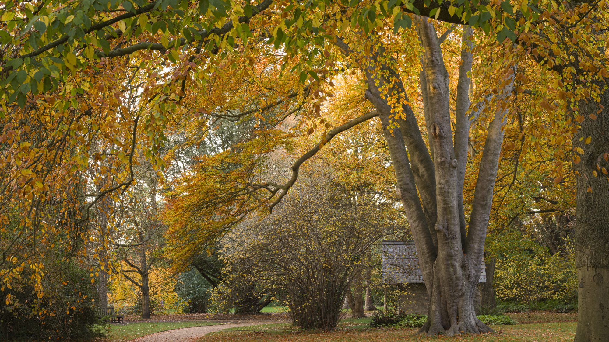 An autumnal scene in a garden with trees of yellow, orange and green and leaves scattered on the lawn and path.