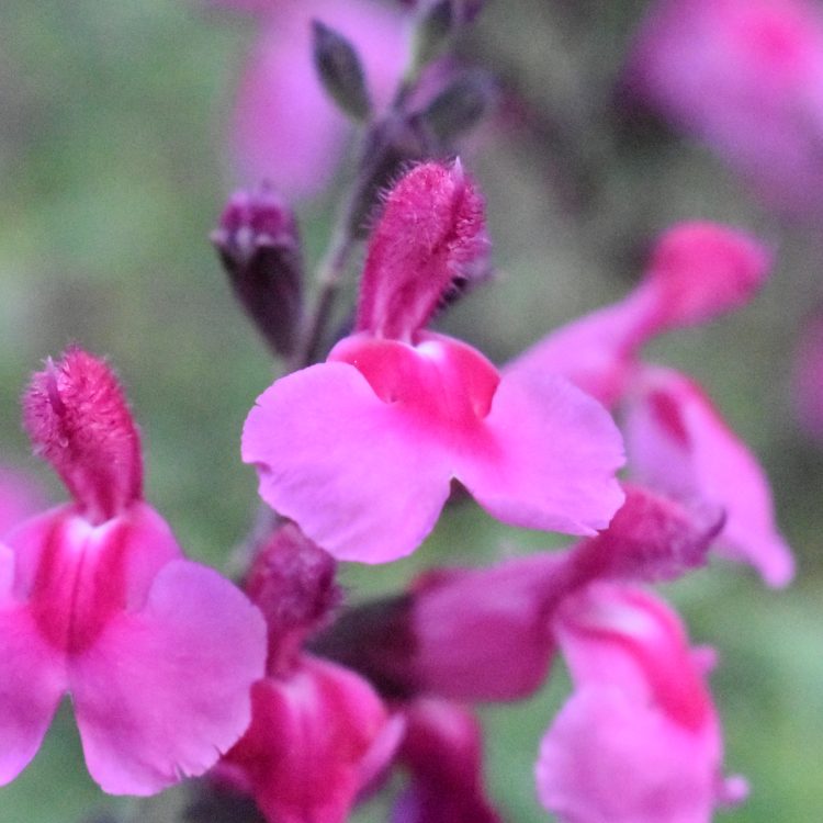 Salvia greggii ‘Icing Sugar’