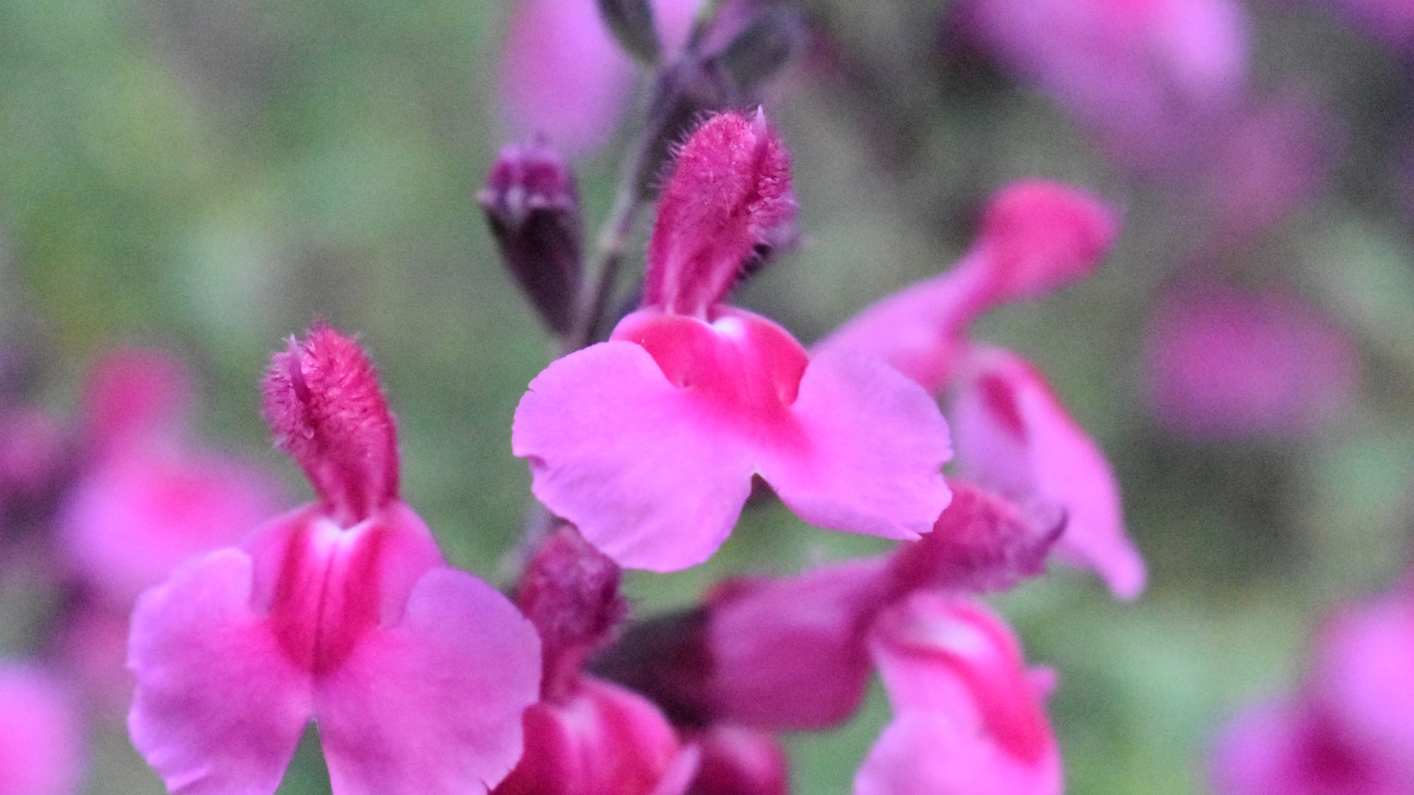 Lipped pink flower.